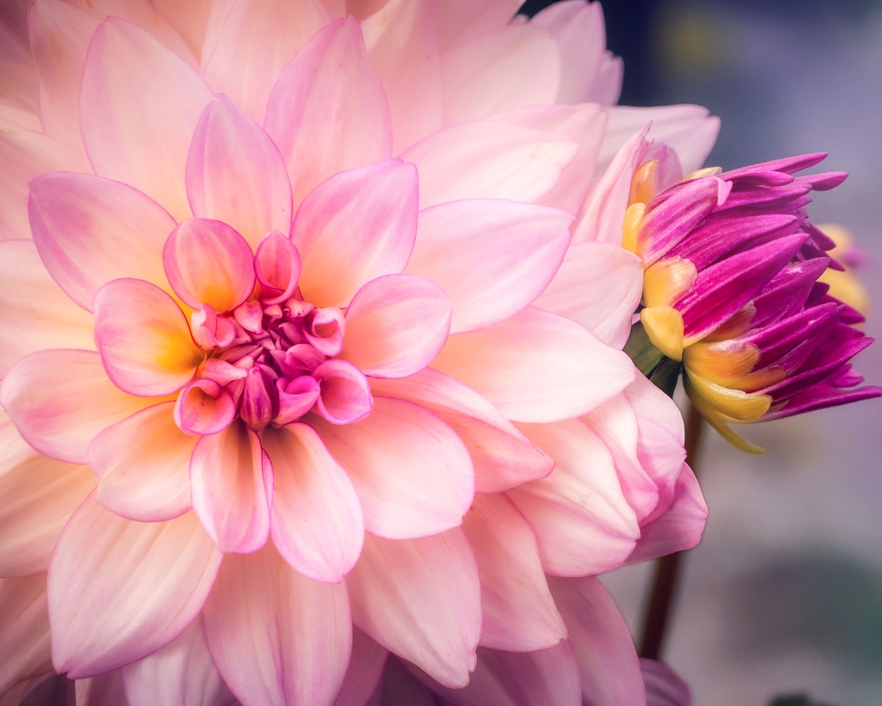 Бутон и распустившаяся георгина крупным планом