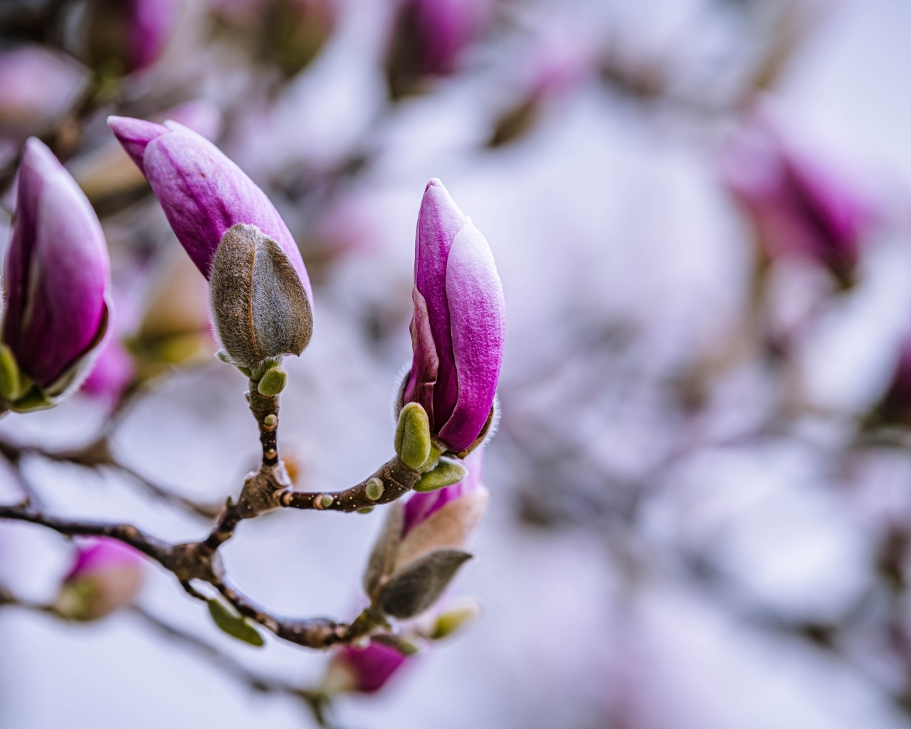 Бутоны цветов магнолии на ветке дерева