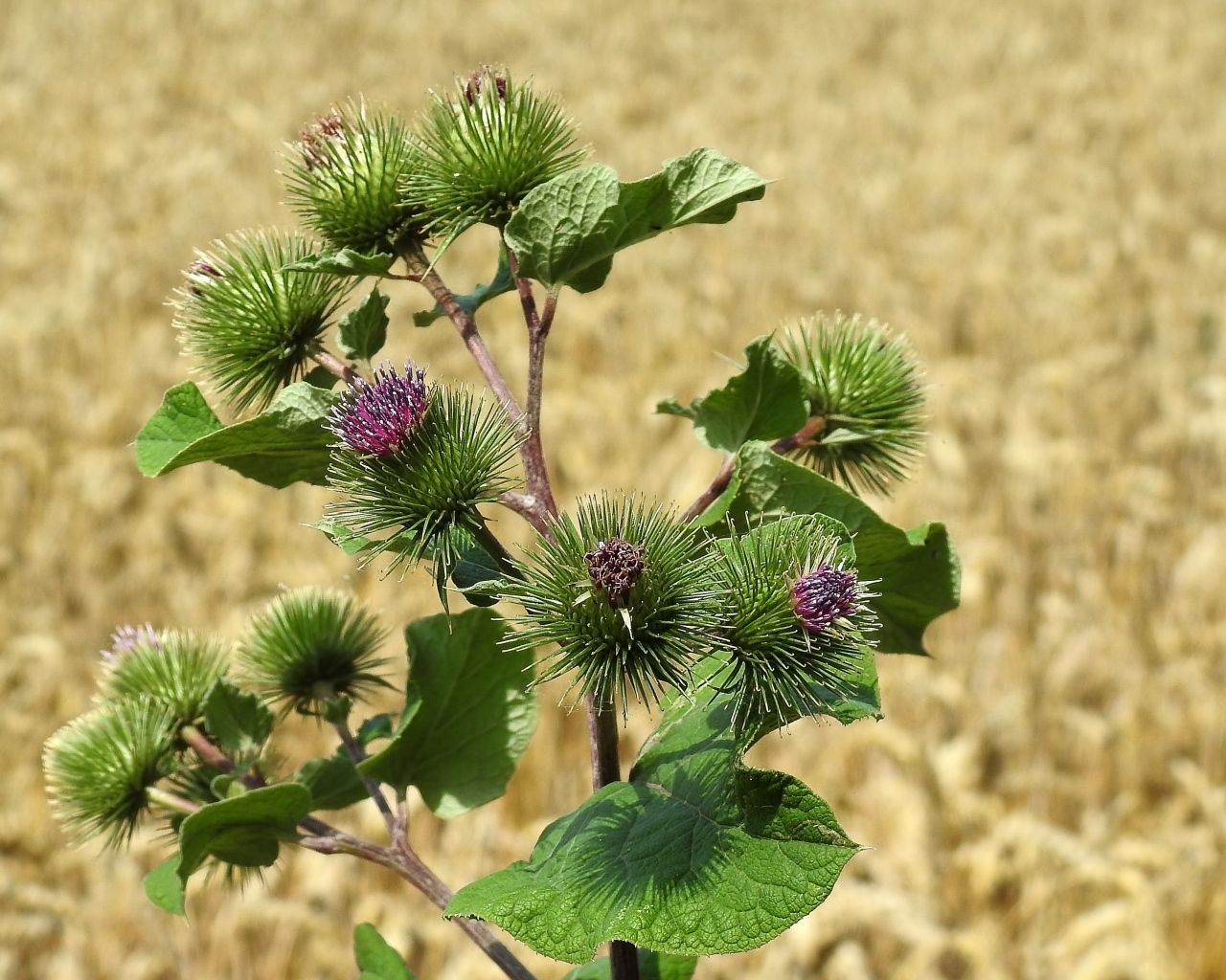 Цветы лопуха крупным планом