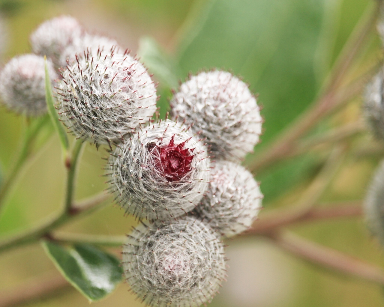 Цветы лопуха крупным планом