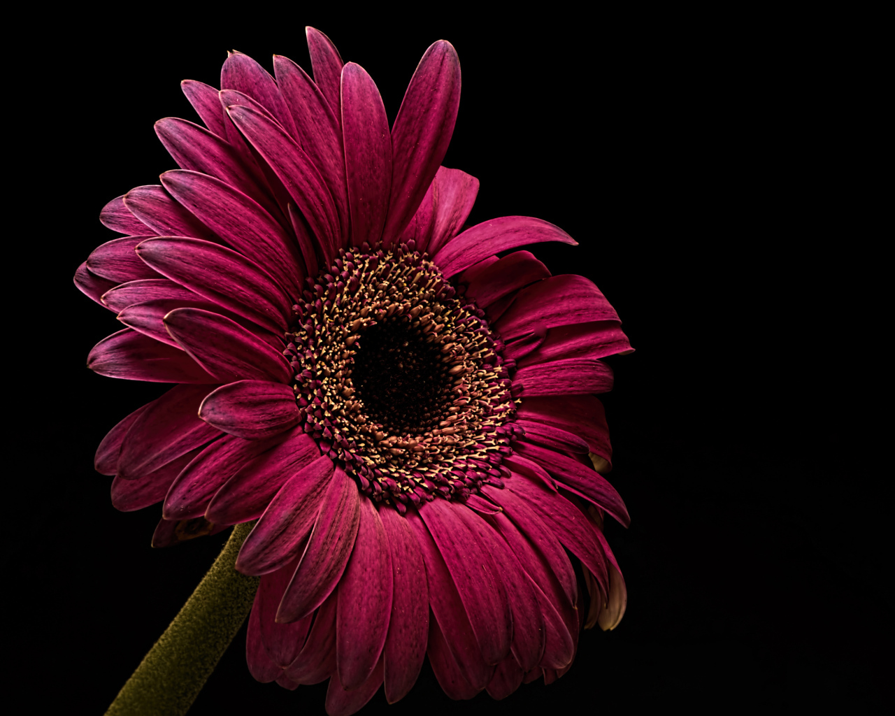 Бордовая гербера крупным планом на черном фоне