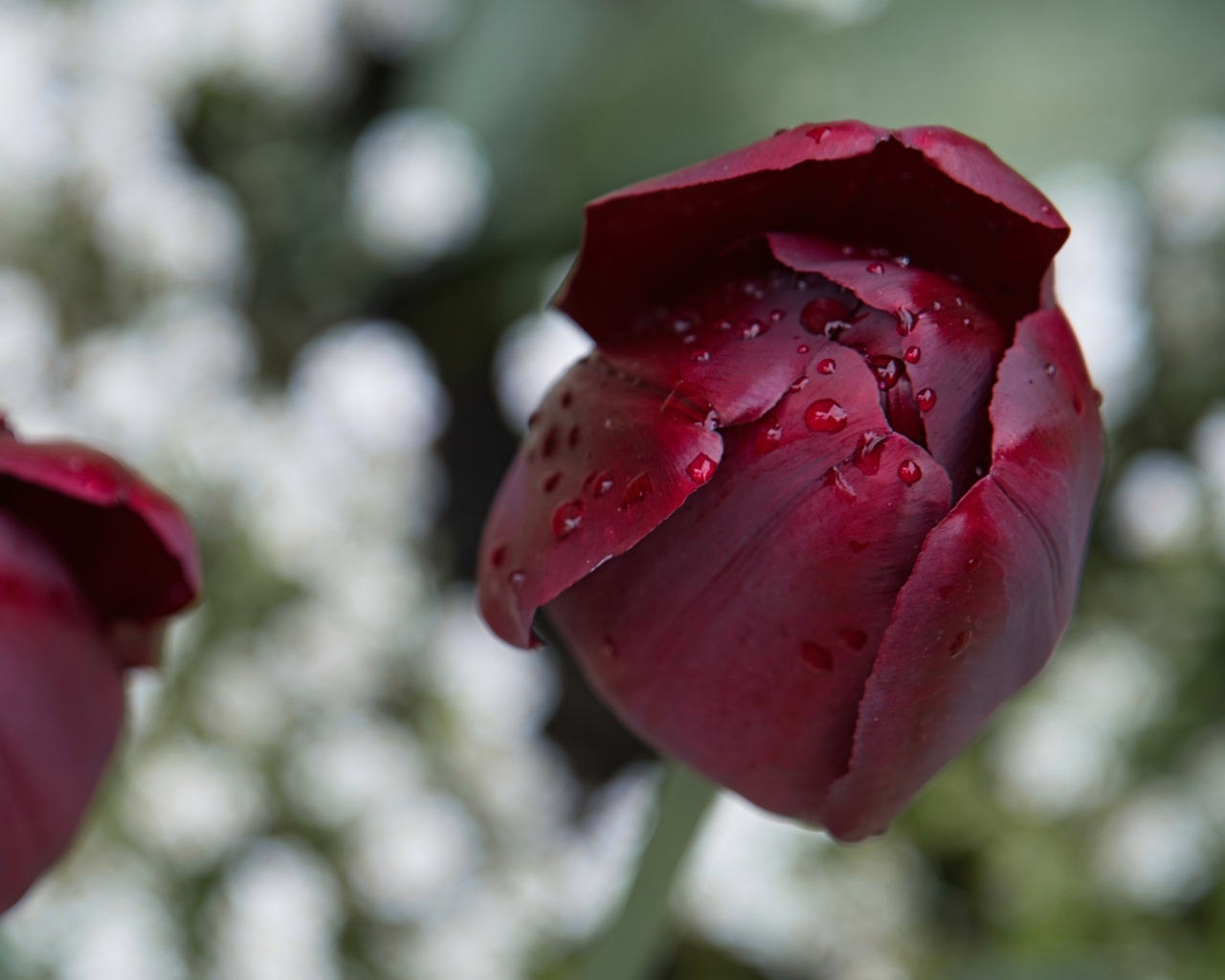 Бордовый тюльпан в каплях дождя