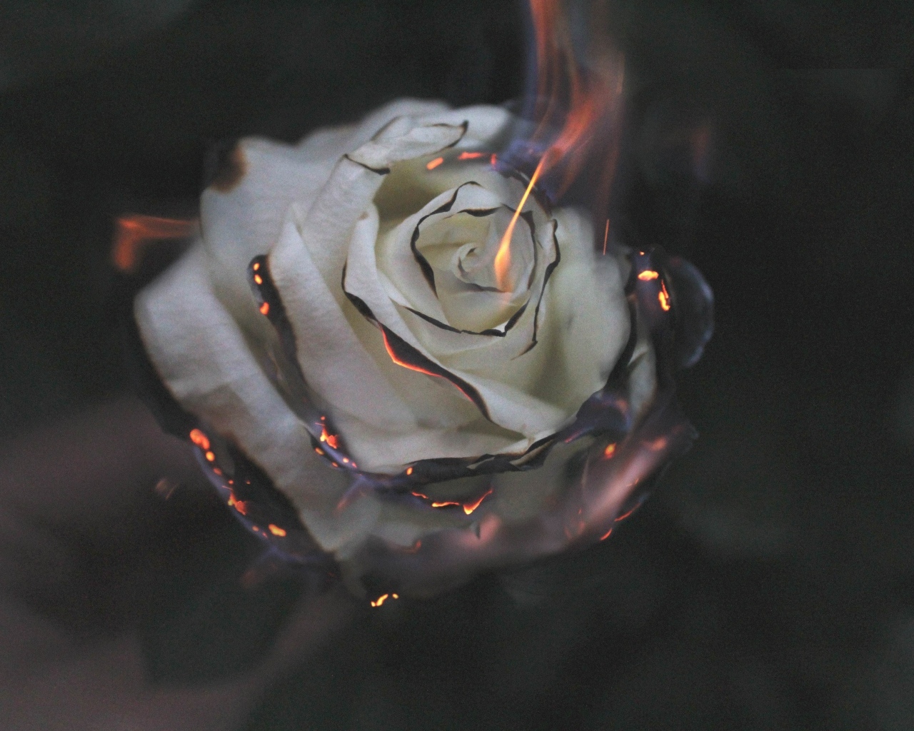 Опаленные лепестки белой розы