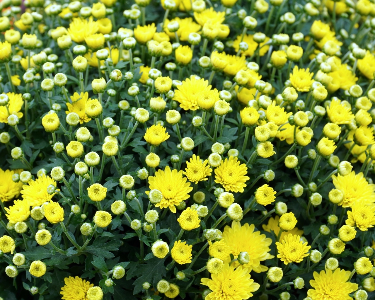 Куст распускающихся желтых цветов хризантемы