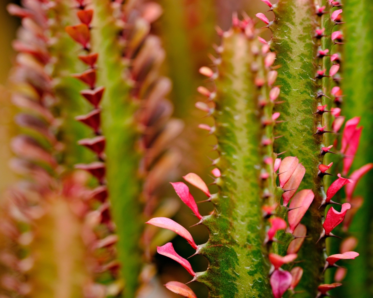 Кактус с красными лепестками крупным планом