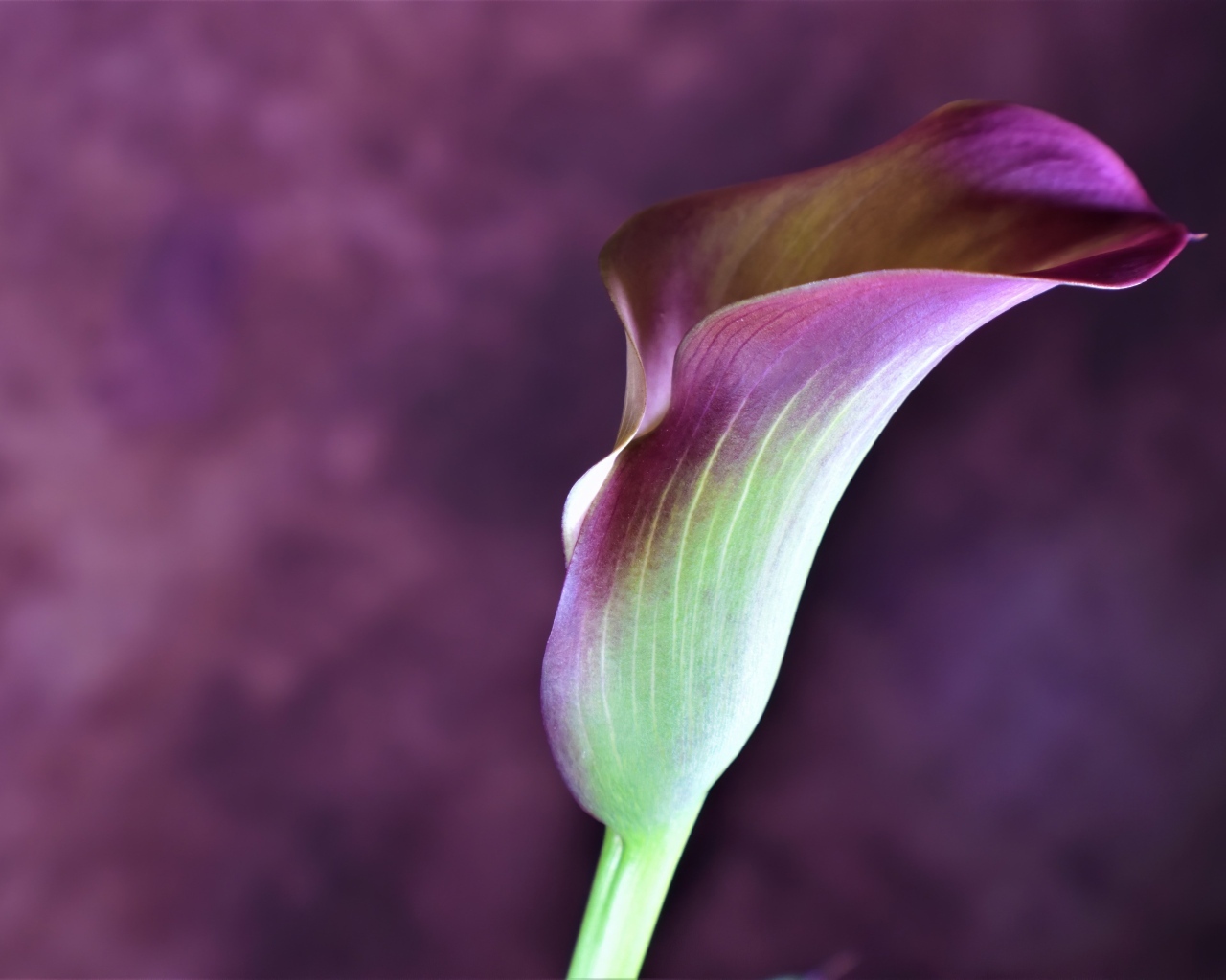 Цветок калла крупным планом