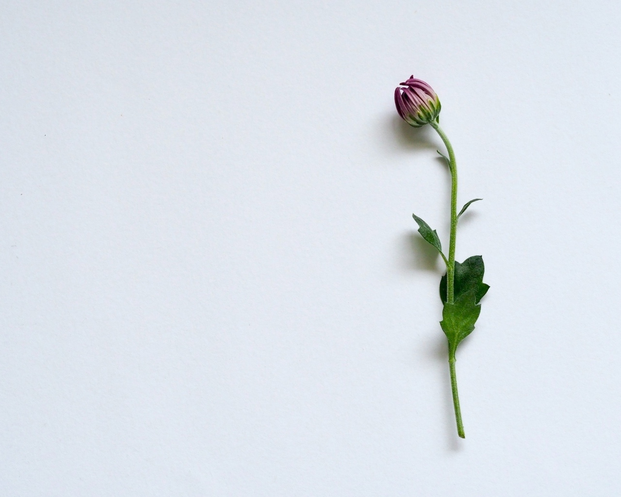 Цветок хризантемы на сером фоне