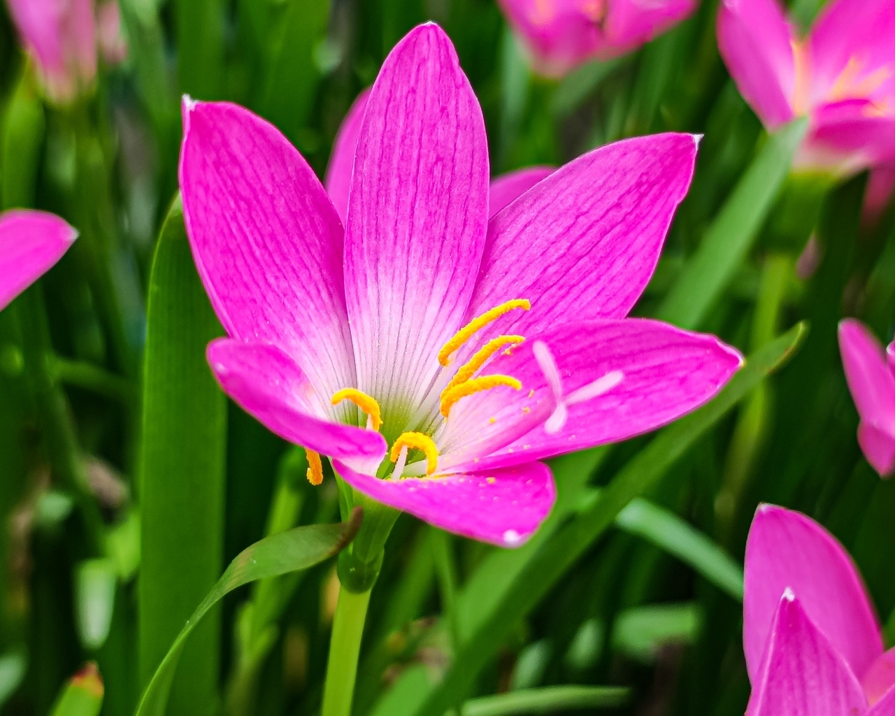 Розовые на клумбе крупным планом