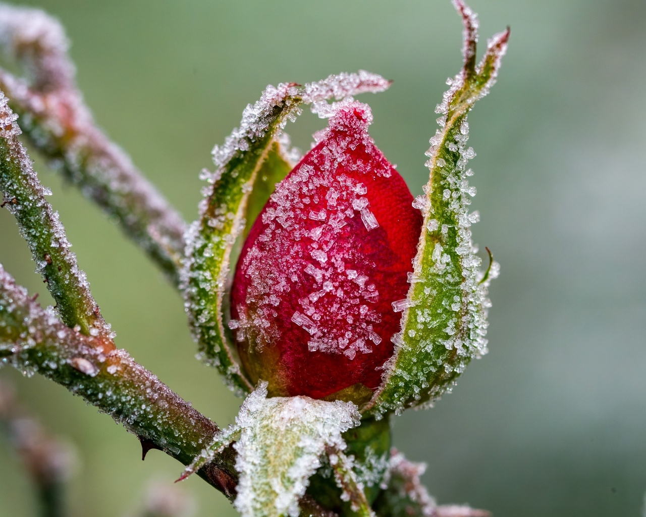 Покрытая холодным инеем роза зимой