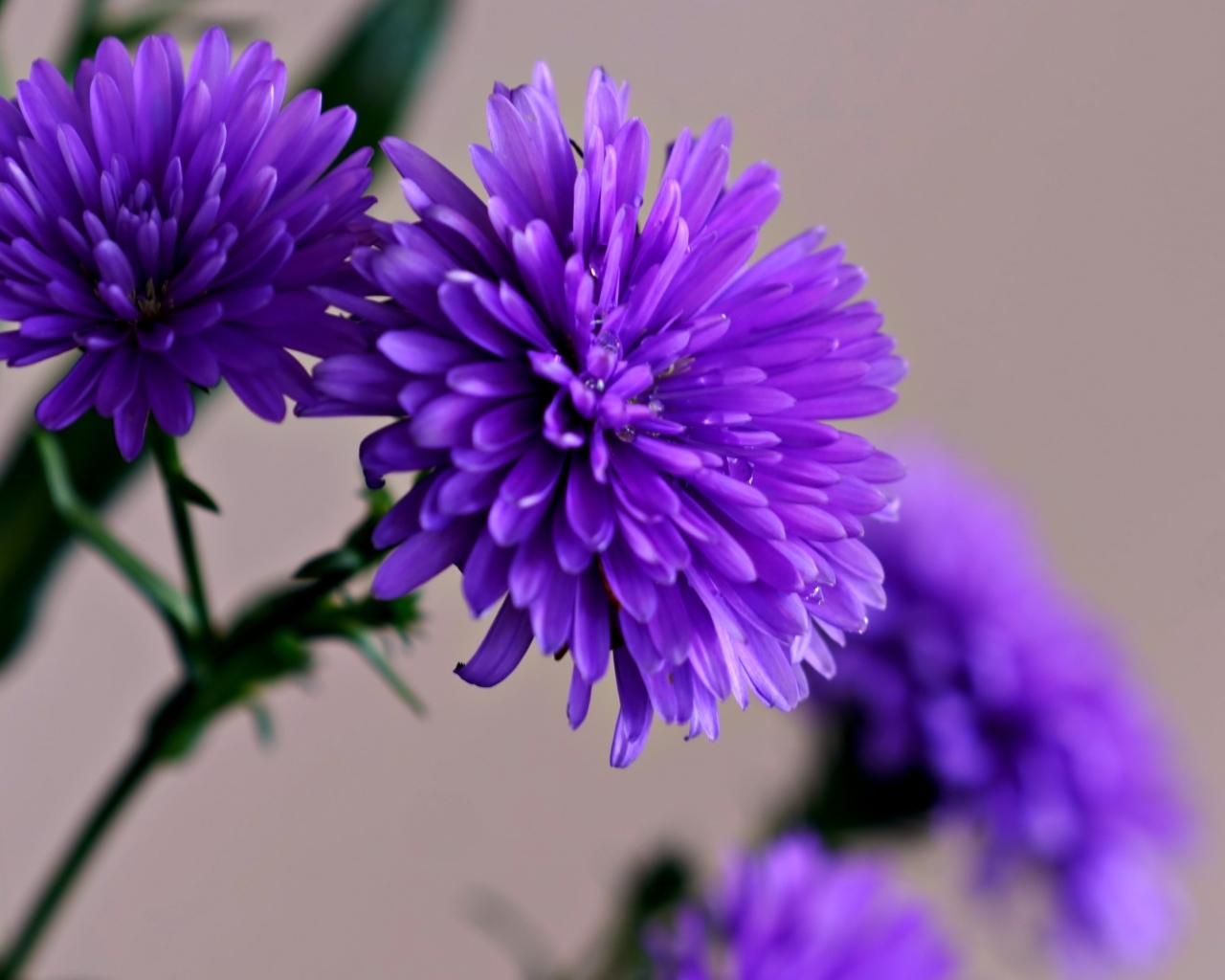 Цветы васильки крупным планом