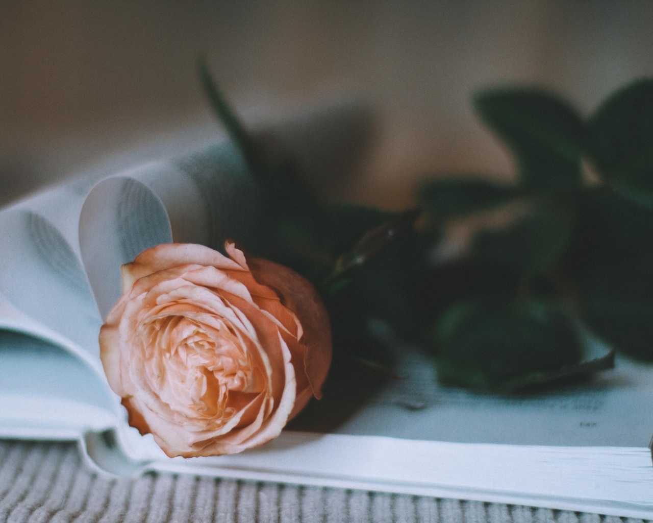 Кремовая роза лежит на книге