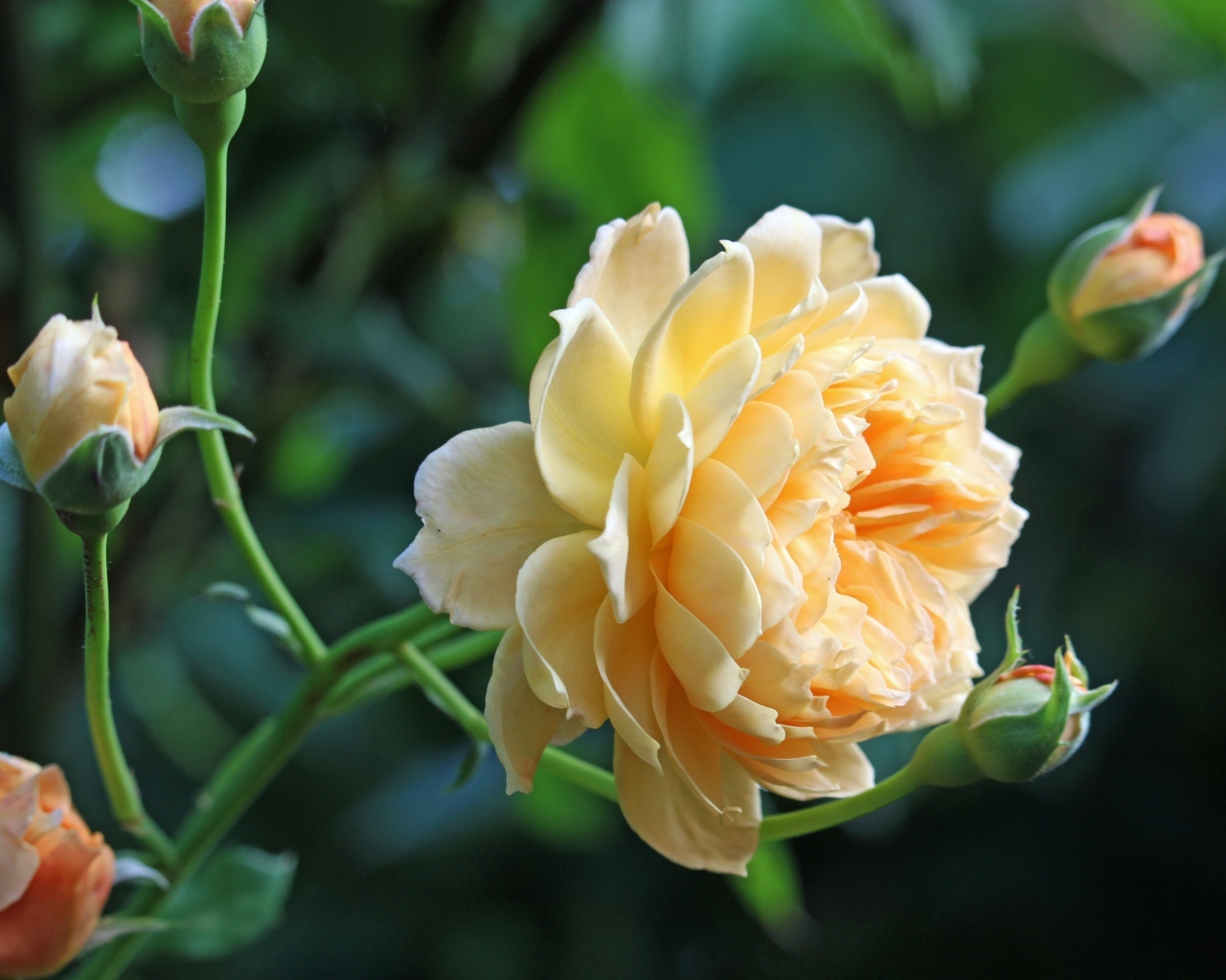 Кремовая роза с бутонами на зеленом фоне