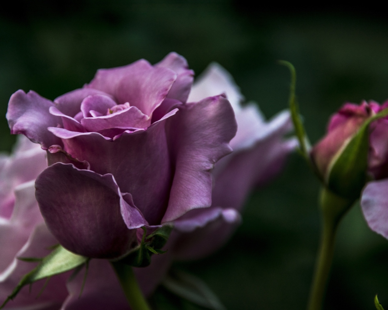 Кривые нежно розовые розы с бутонами