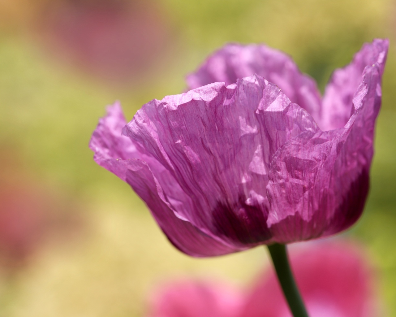 Милый сиреневый полевой мак