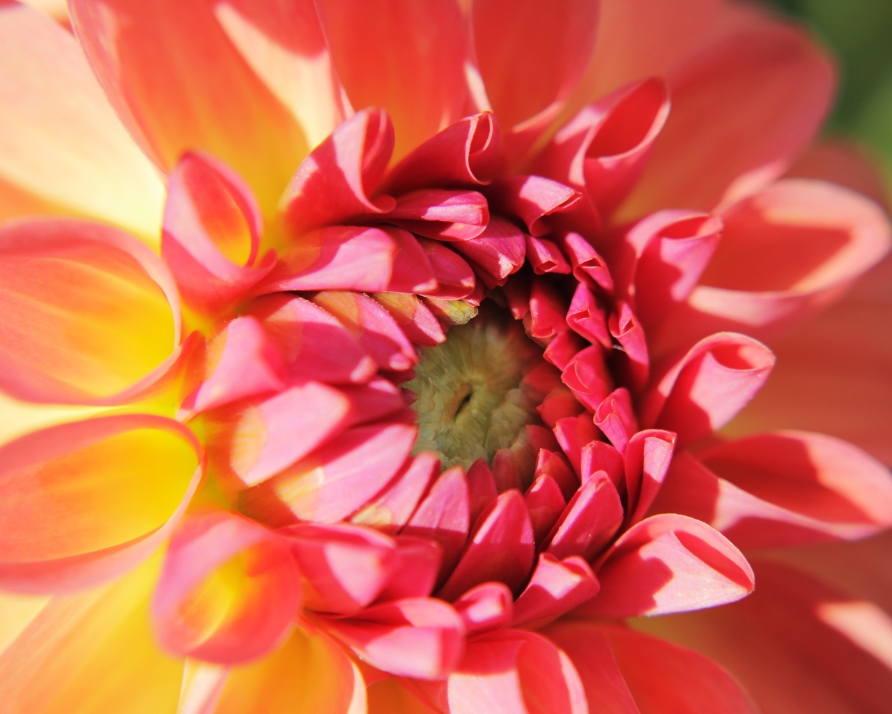 Цветок георгина крупным планом