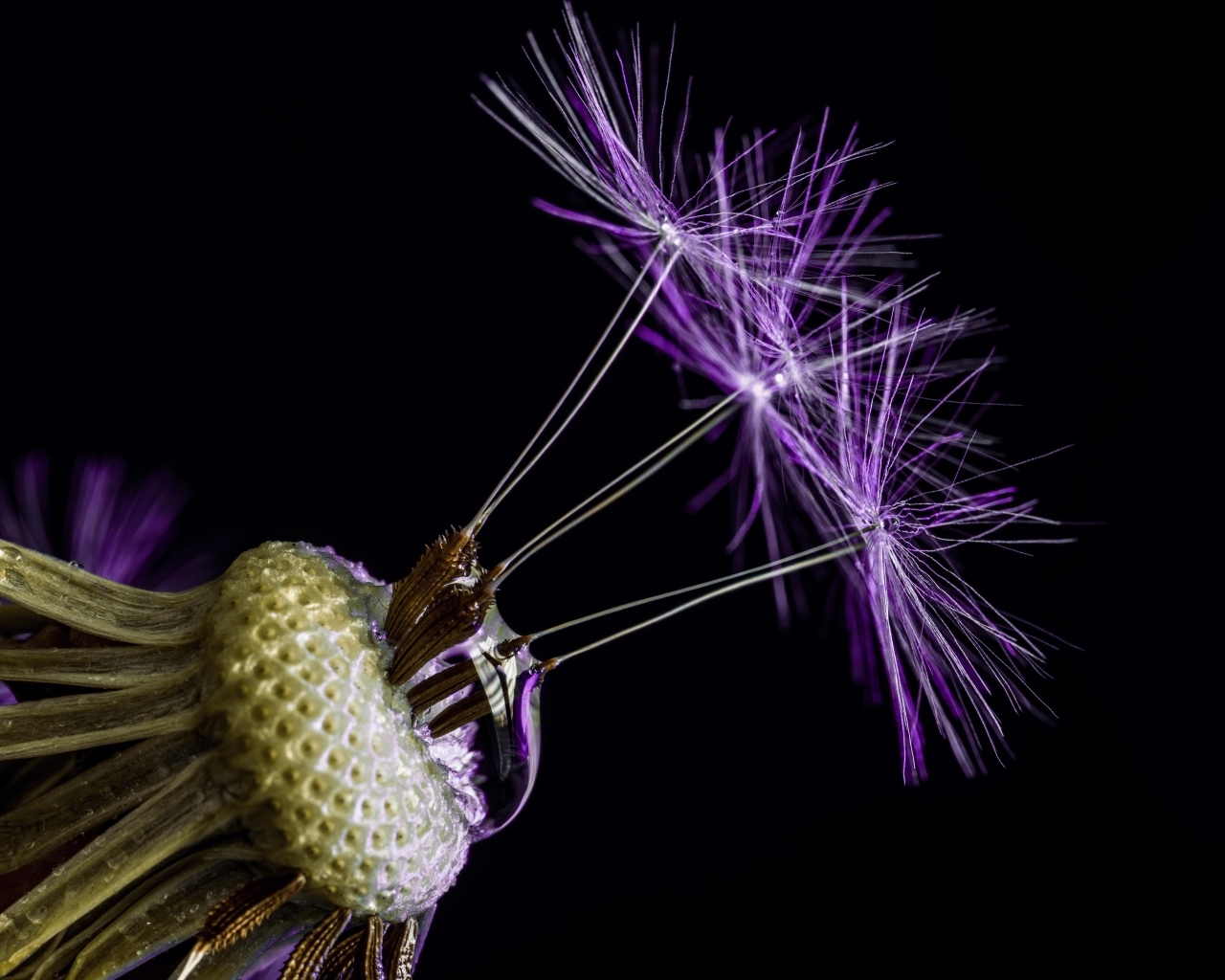 Цветок одуванчика на черном фоне крупным планом