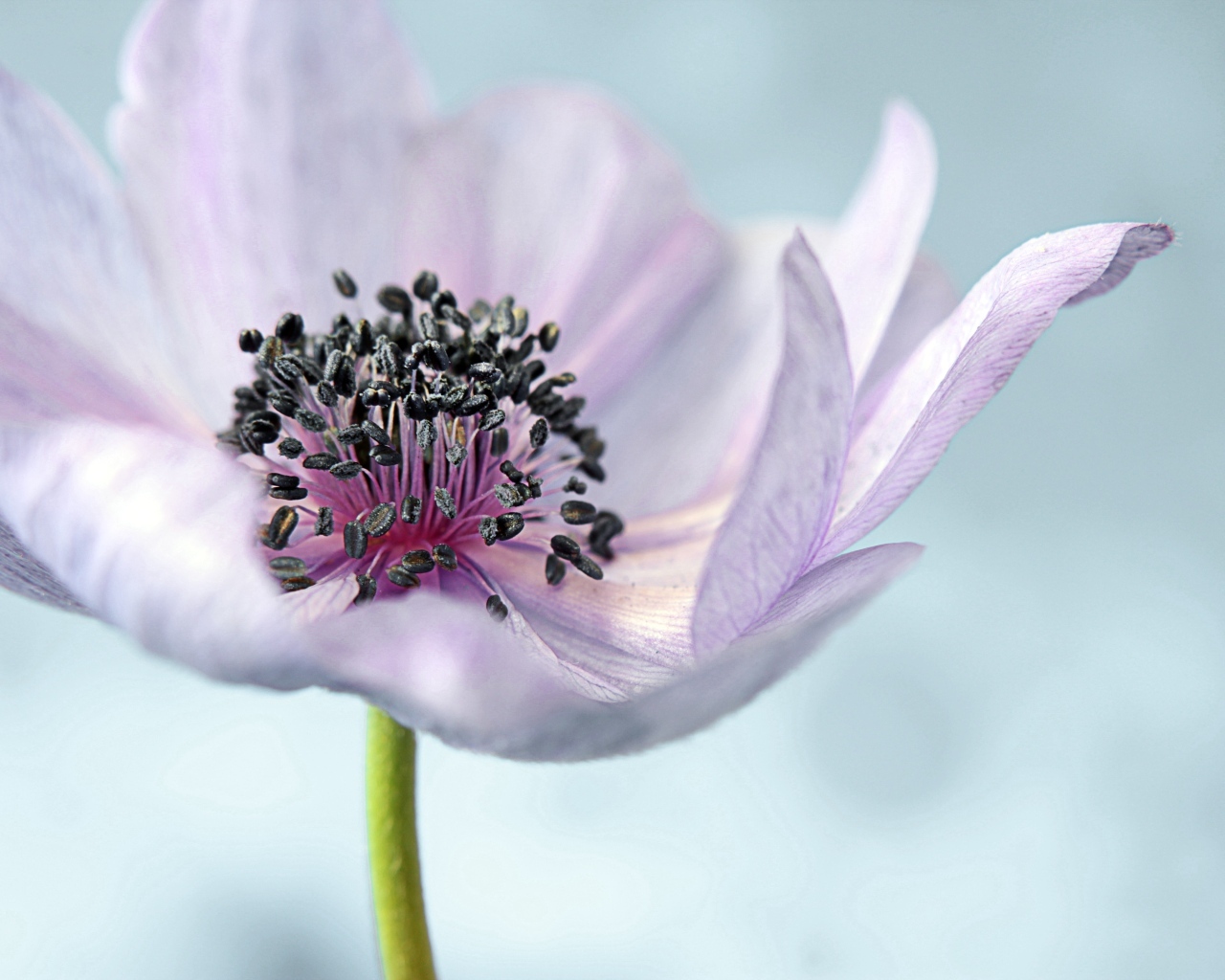 Нежный цветок анемон на сером фоне