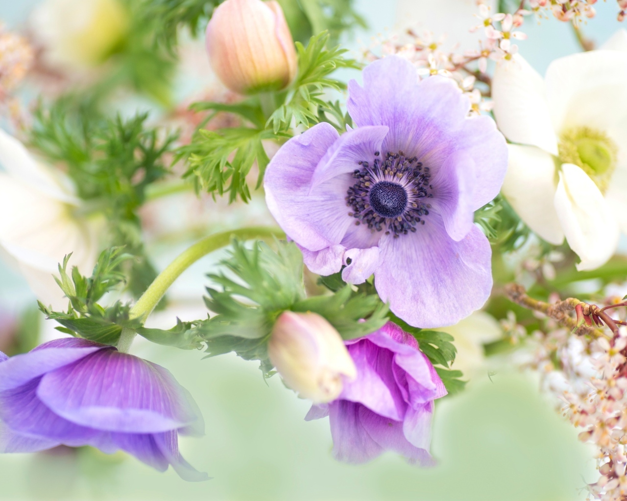 Нежные цветы анемоны с бутонами крупным планом