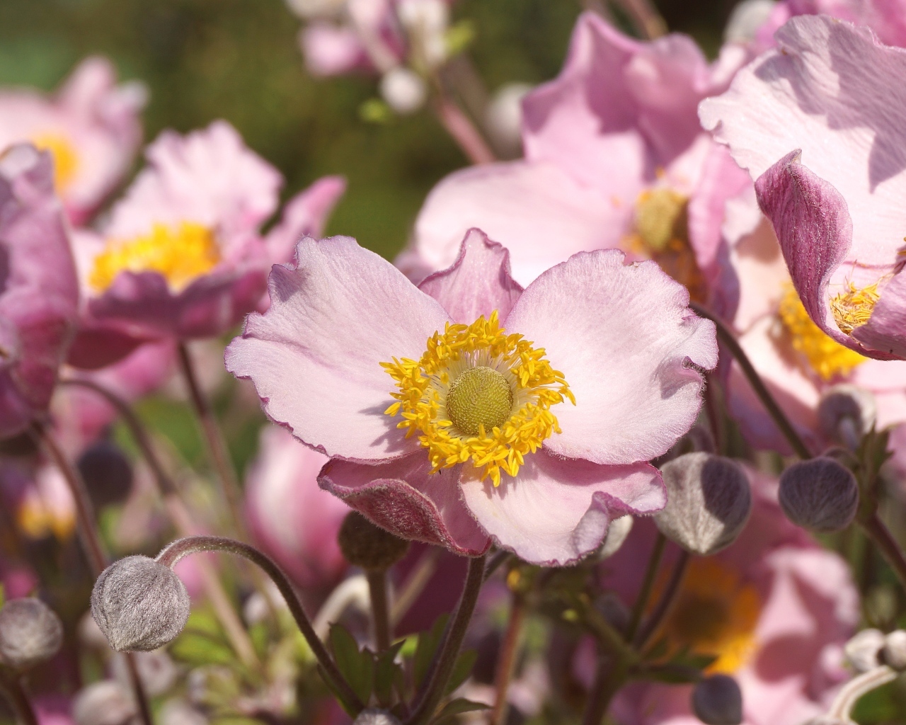 Нежные цветы анемона с бутонами крупным планом