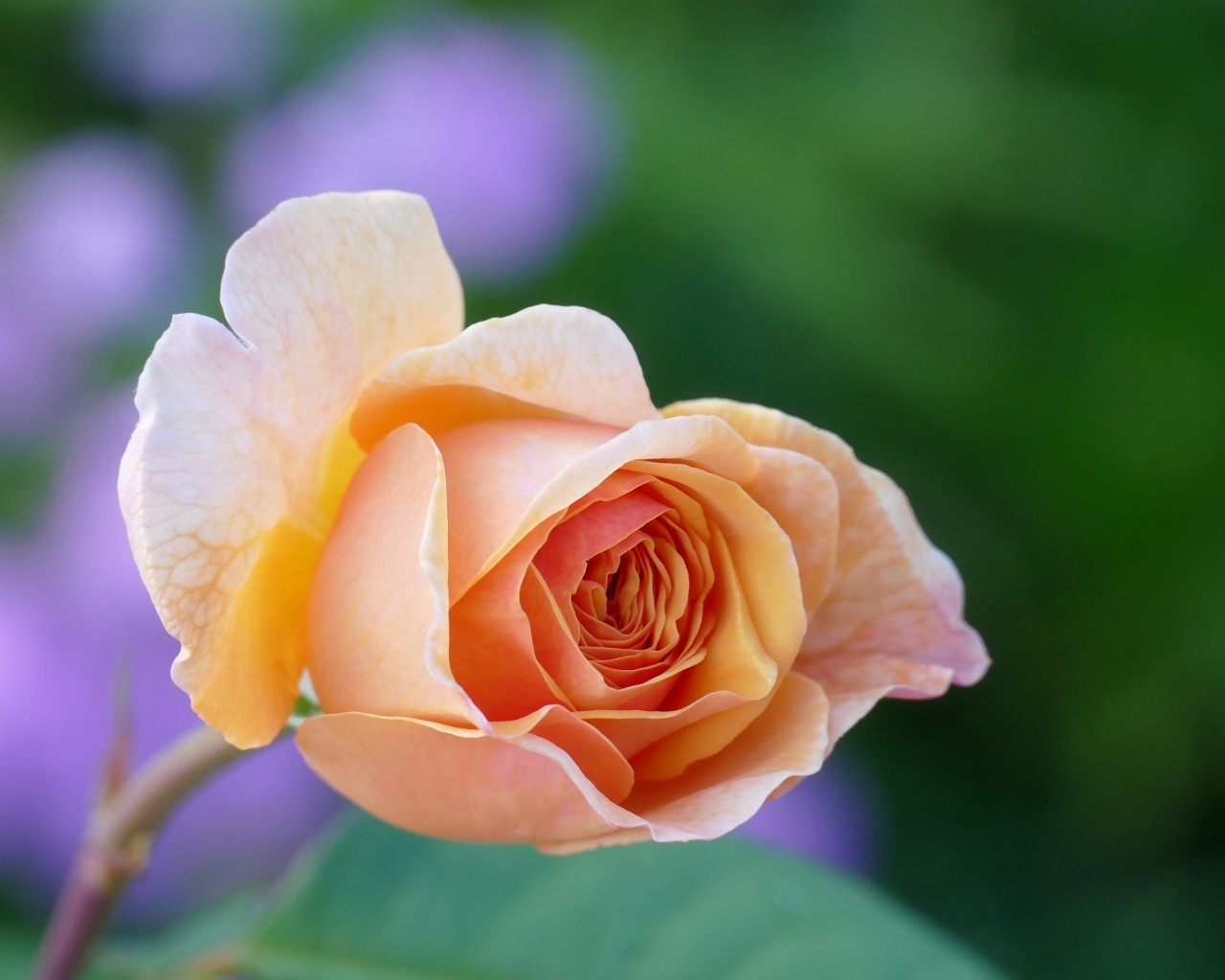 Нежная кремового цвета роза крупным планом