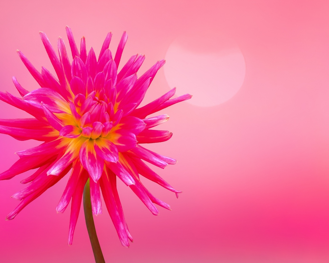 Нежный цветок георгина на розовом фоне