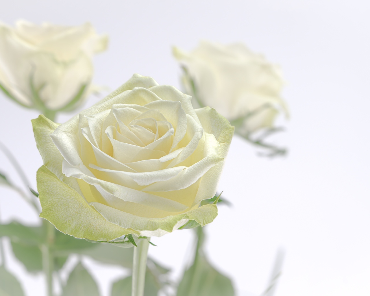 Нежный цветок ароматной белой розы крупным планом