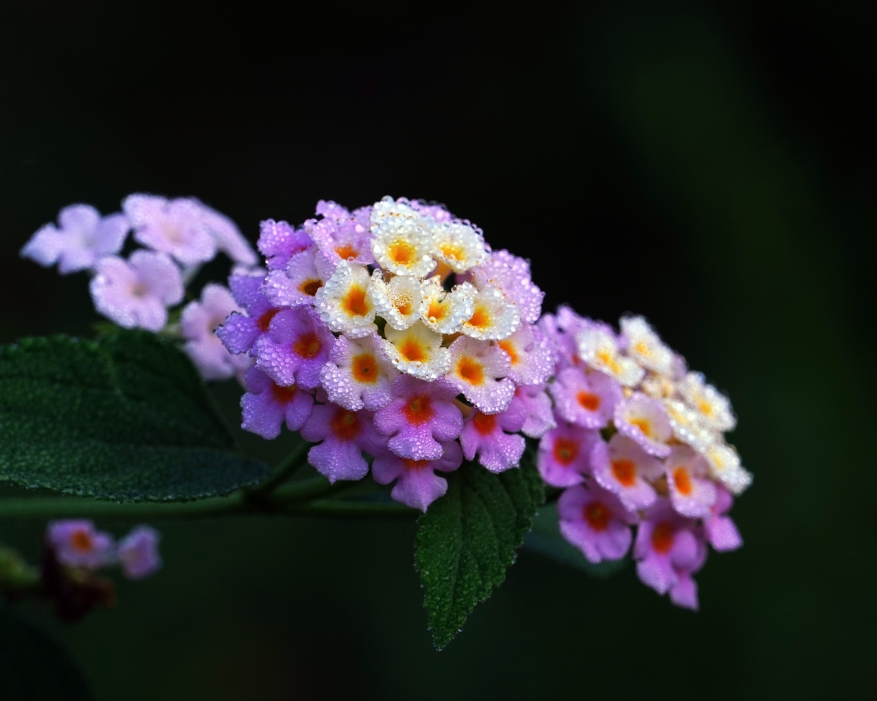 Нежный цветок лантана крупным планом