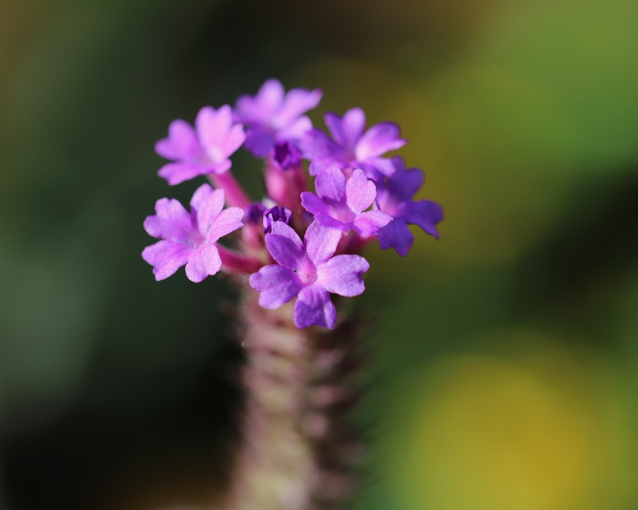 Нежный сиреневый цветок вербена жесткая