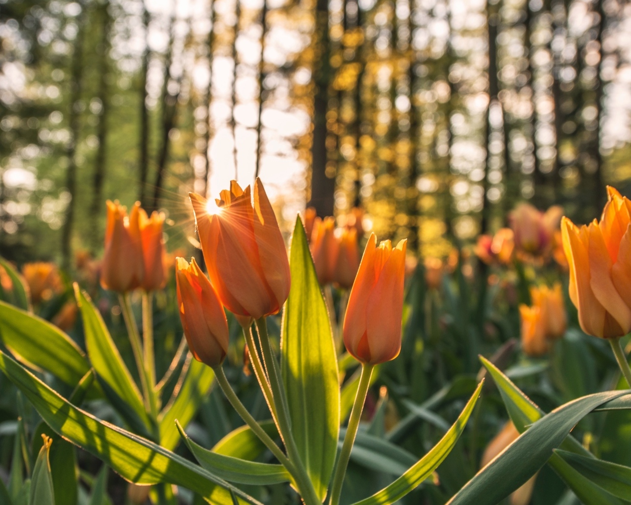 Нежные оранжевые тюльпаны в лучах солнца