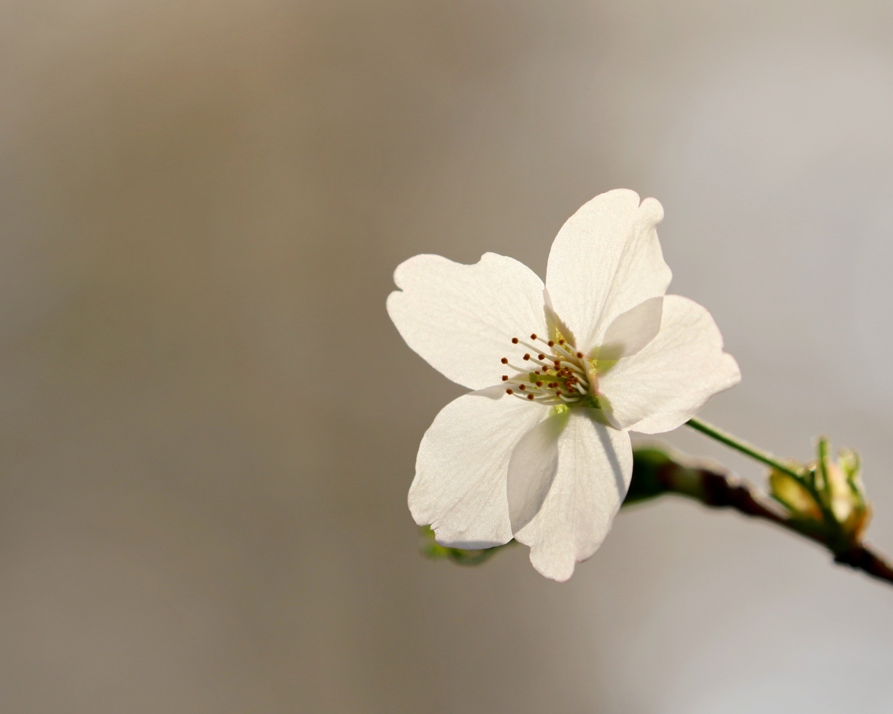 Нежные лепестки весеннего цветка вишни 