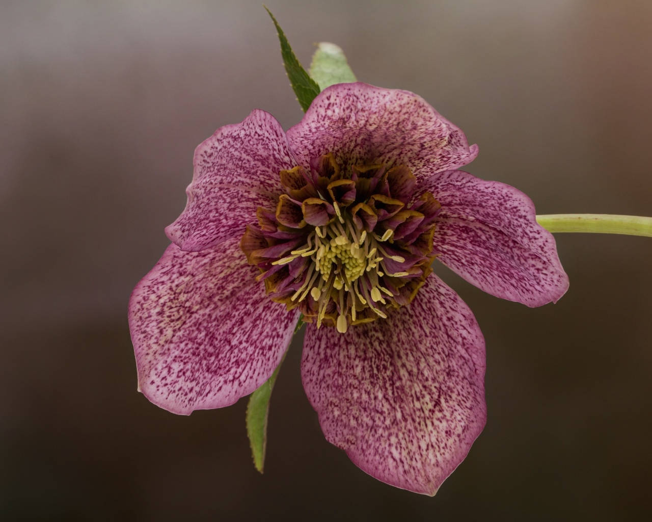 Нежный розовый цветок анемоны крупным планом