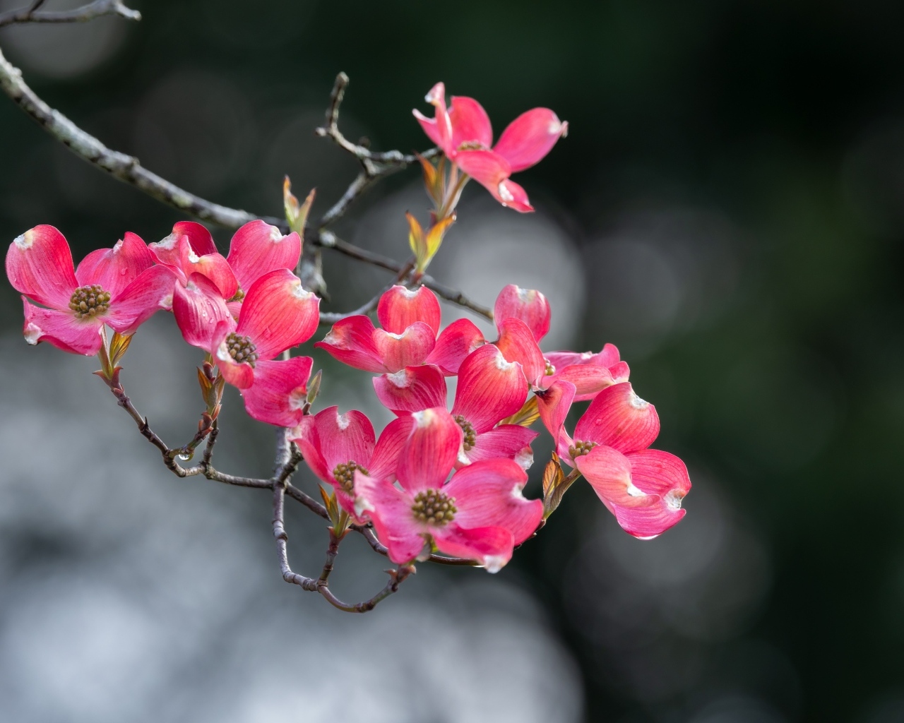 Нежные розовые цветы на ветке крупным планом