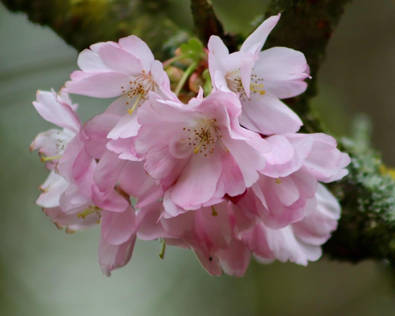 Нежные розовые цветы на ветке дерева вишни 