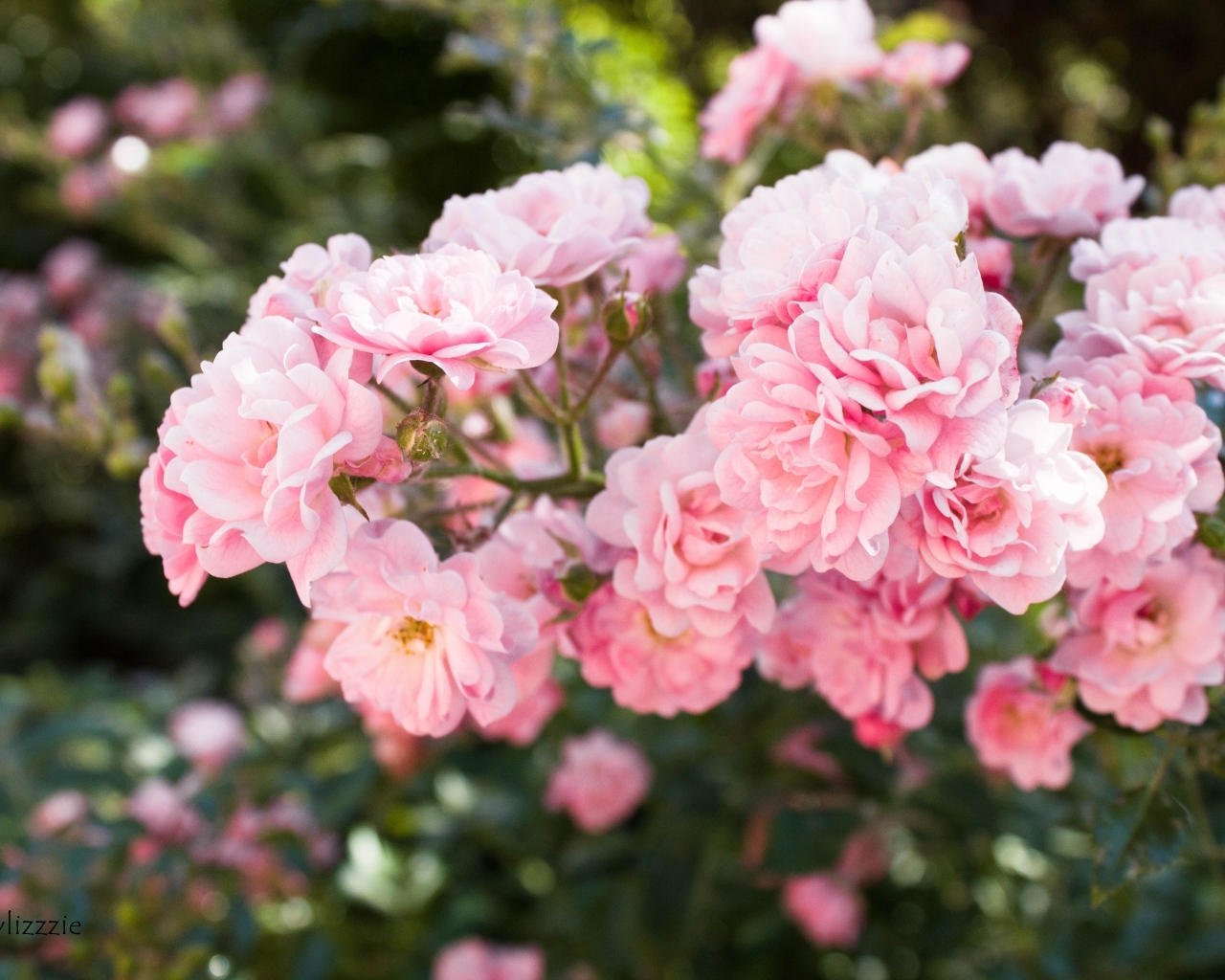 Нежные розовые садовые розы