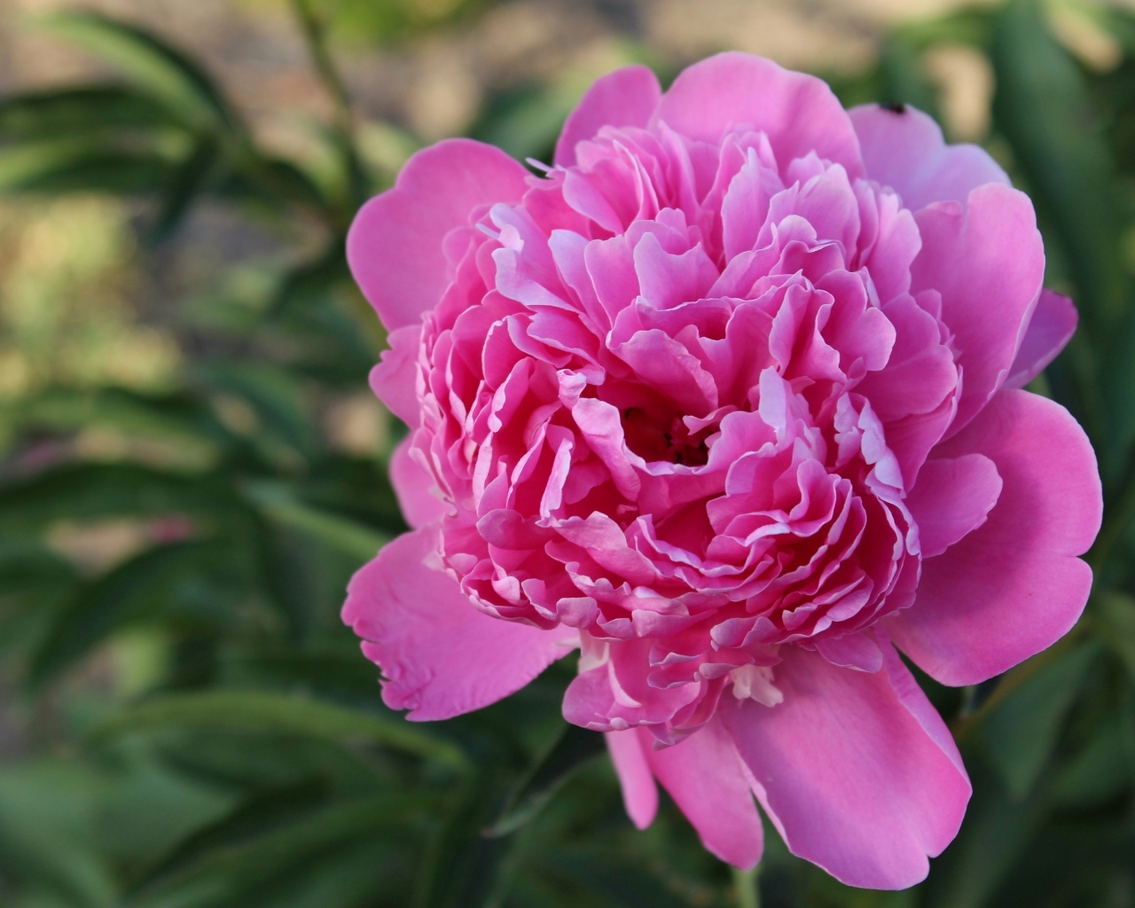 Нежный розовый пион на клумбе