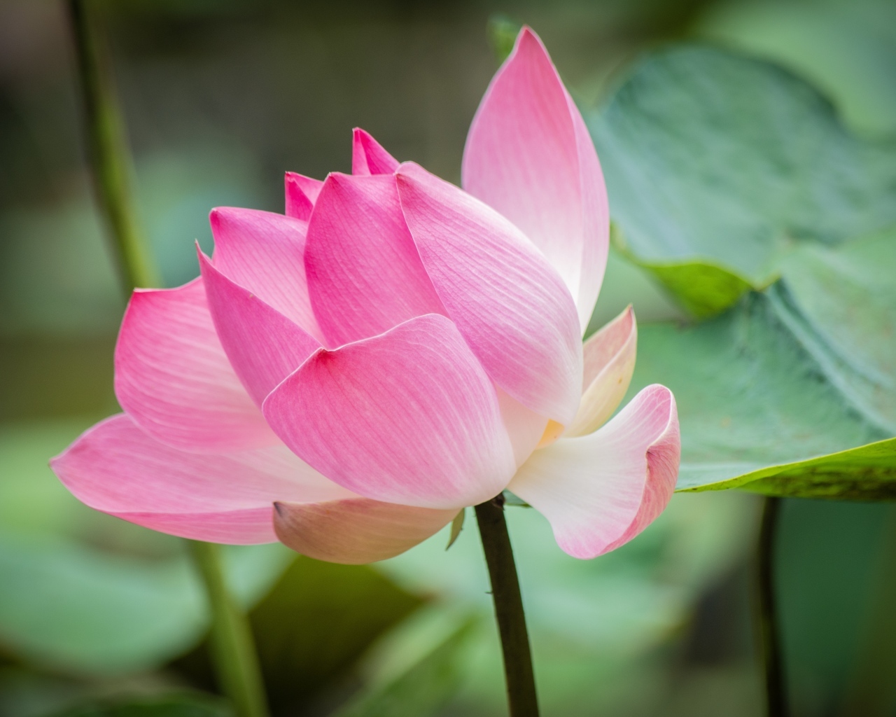 Нежные розовые лепестки красивого цветка лотоса