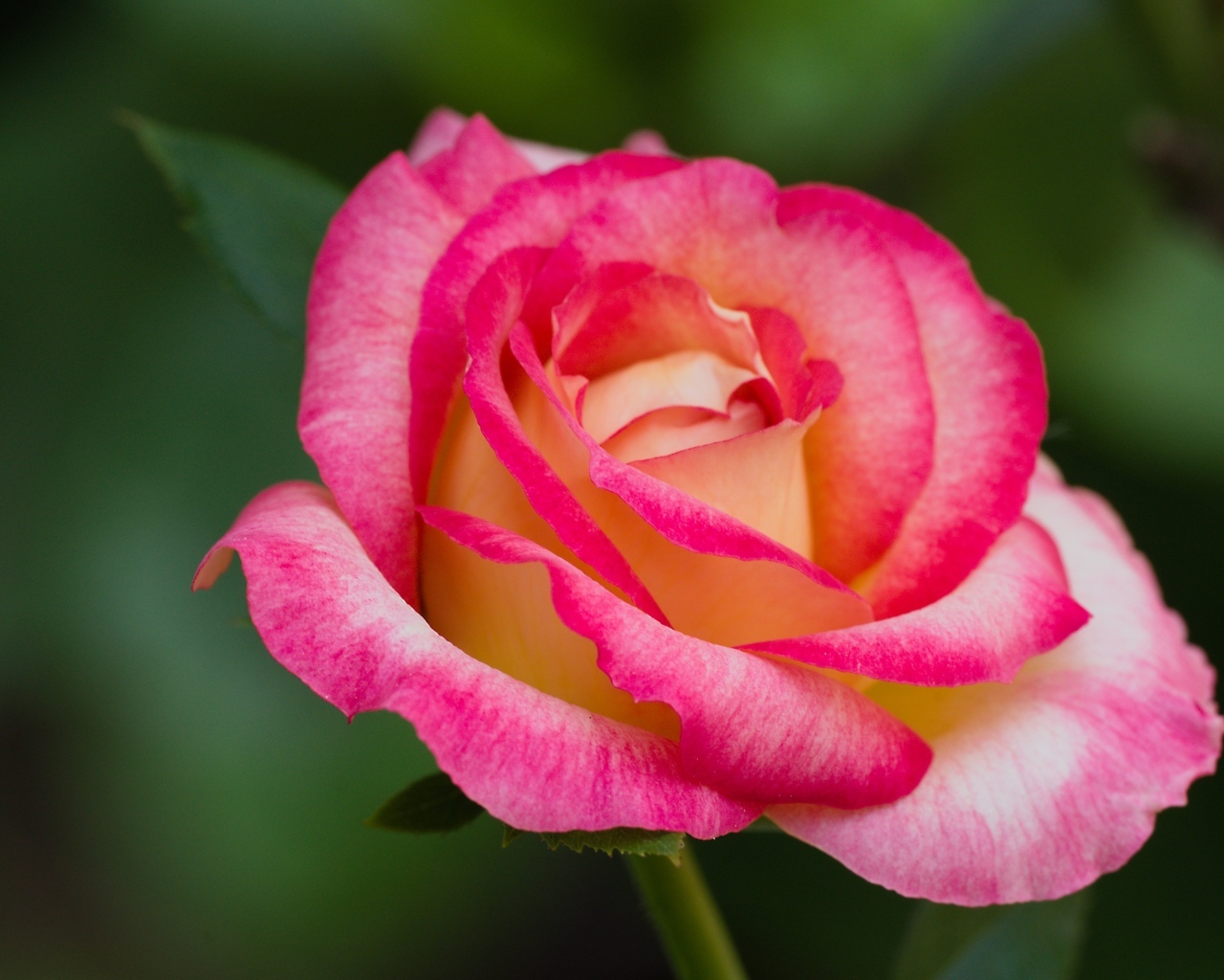 Нежная розовая роза крупным планом