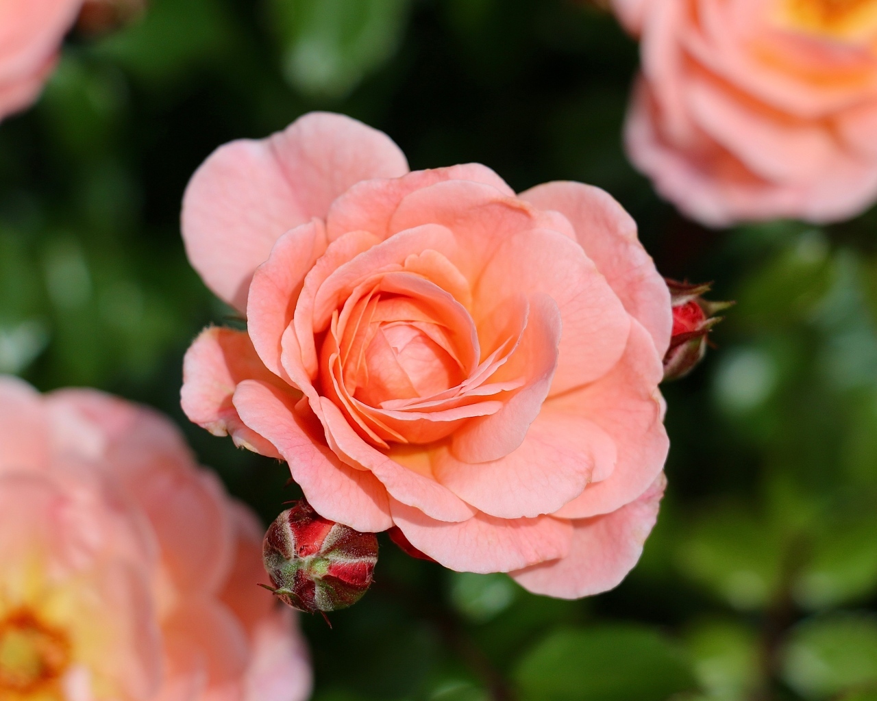 Нежная розовая роза с бутонами на клумбе