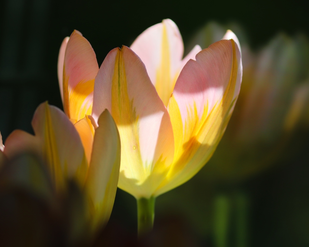 Нежные розовые тюльпаны в лучах солнца