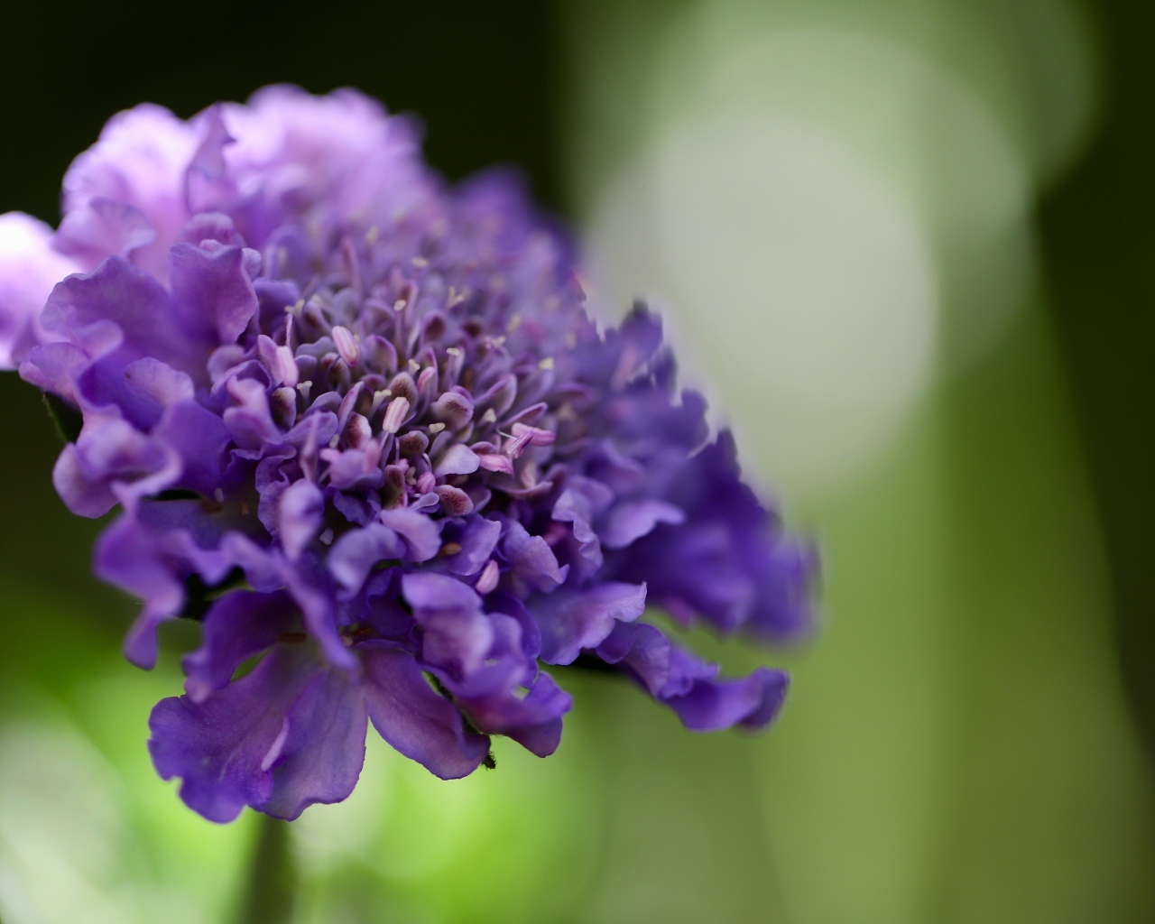 Нежный фиолетовый цветок люцида