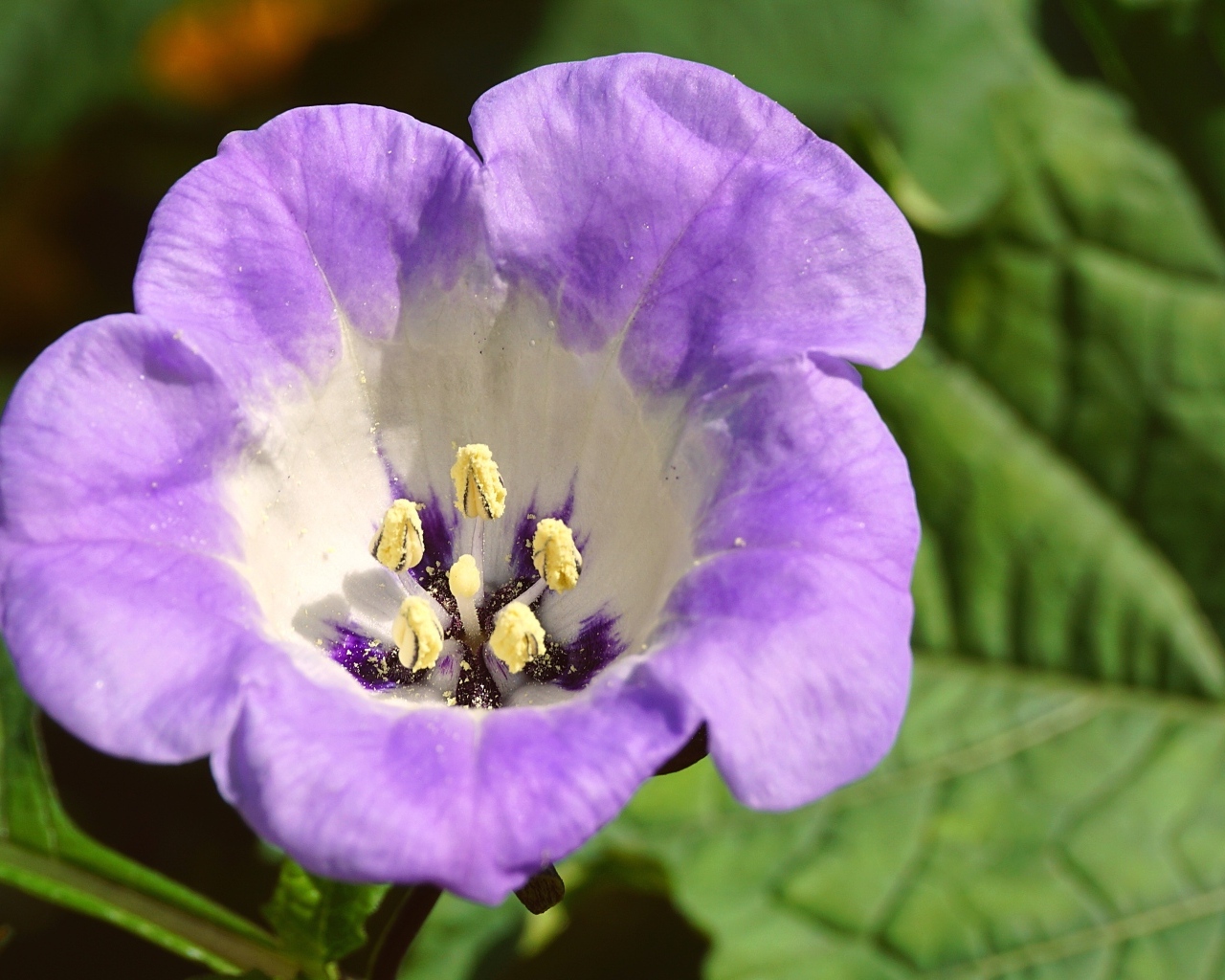 Нежный фиолетовый цветок физалодес крупным планом