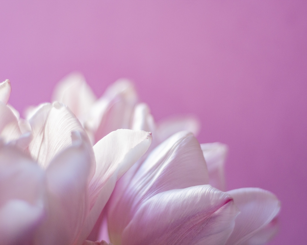 Нежные лепестки тюльпана на розовом фоне