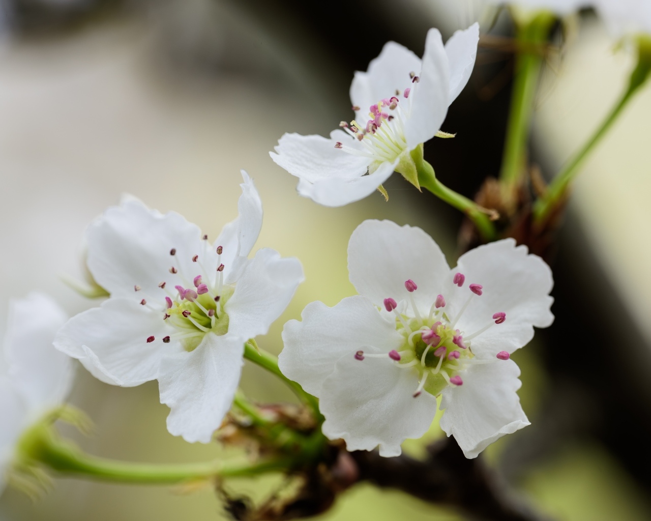 Нежные белые цветы вишни на ветках весной