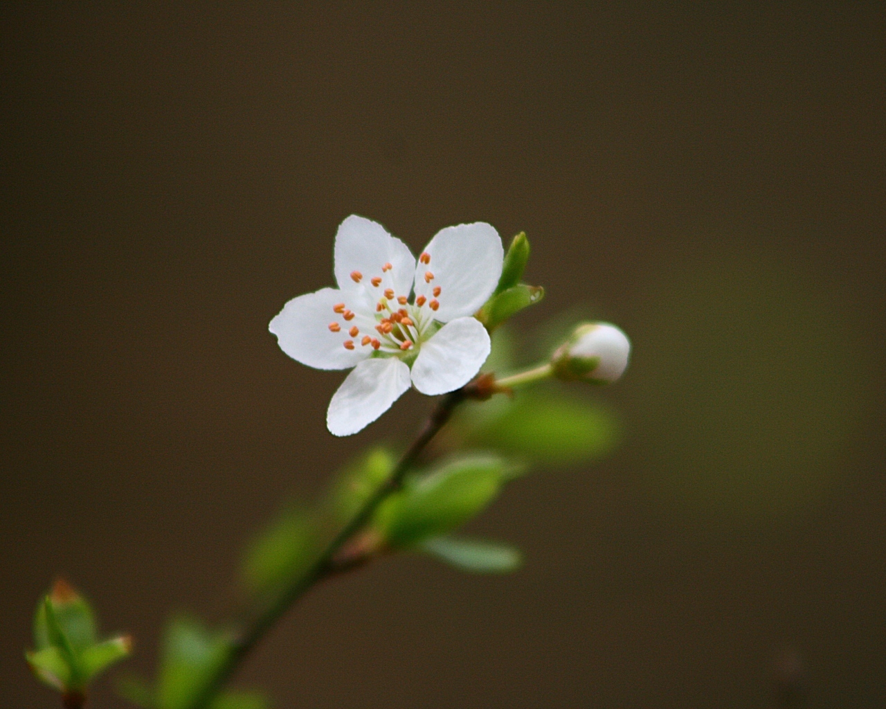 Нежный белый цветок на ветке вишни 