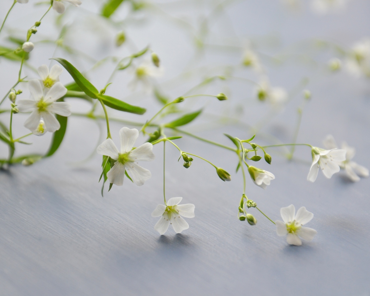 Нежные белые цветы лежат на сером столе