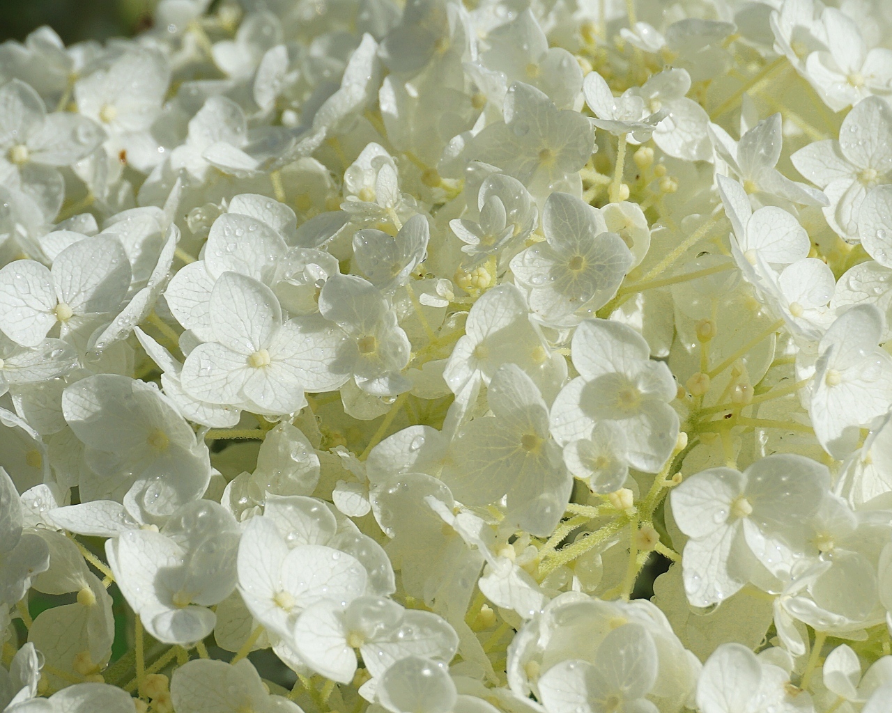 Нежный белый цветок гортензии в каплях росы