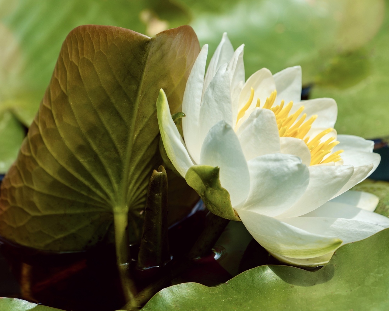 Нежный белый цветок водяной лилии в зелеными листьями