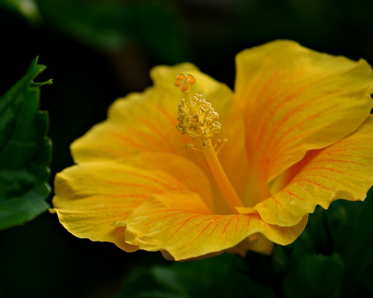 Нежный желтый цветок гибискуса крупным планом