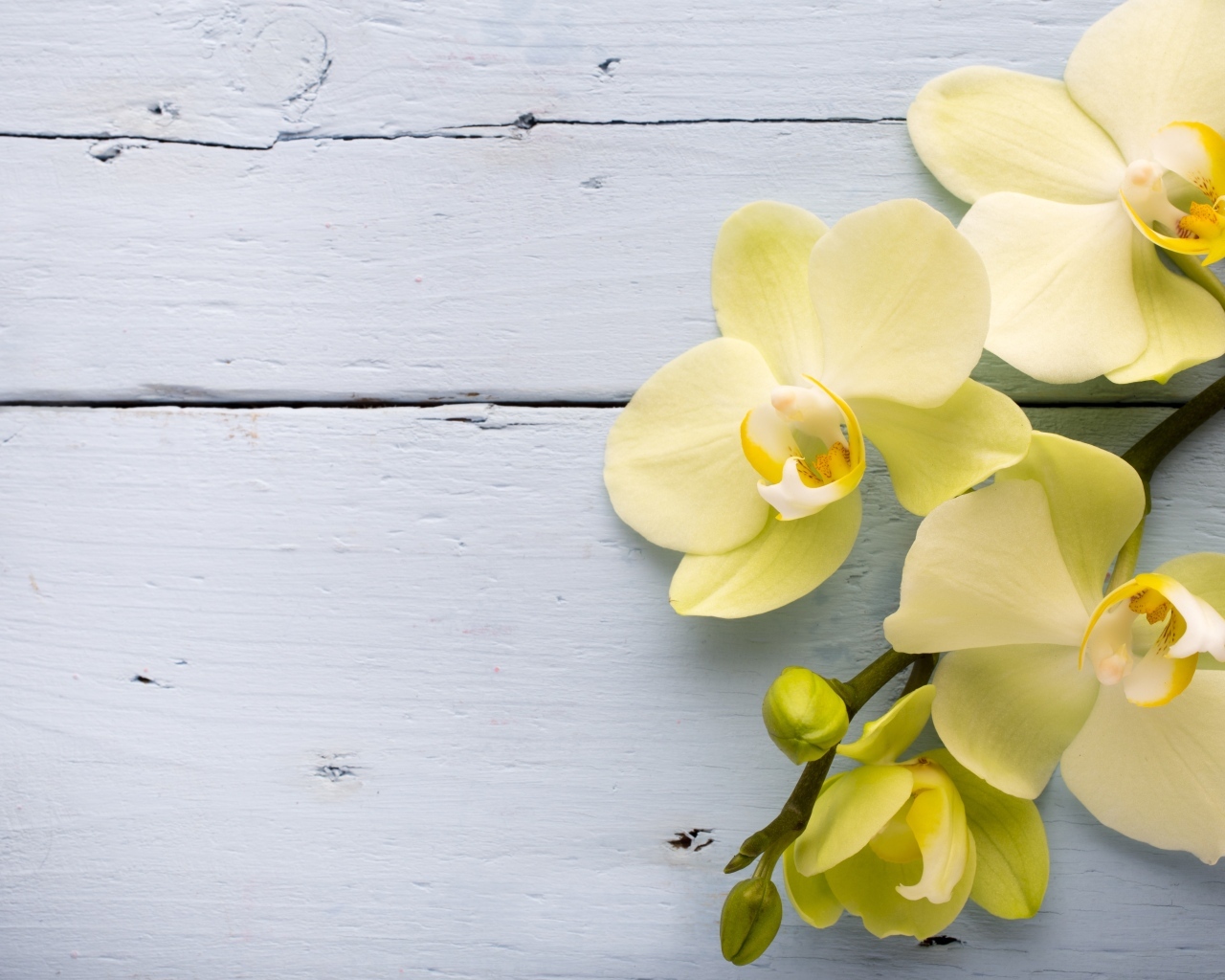 Нежные желтые орхидеи на сером фоне