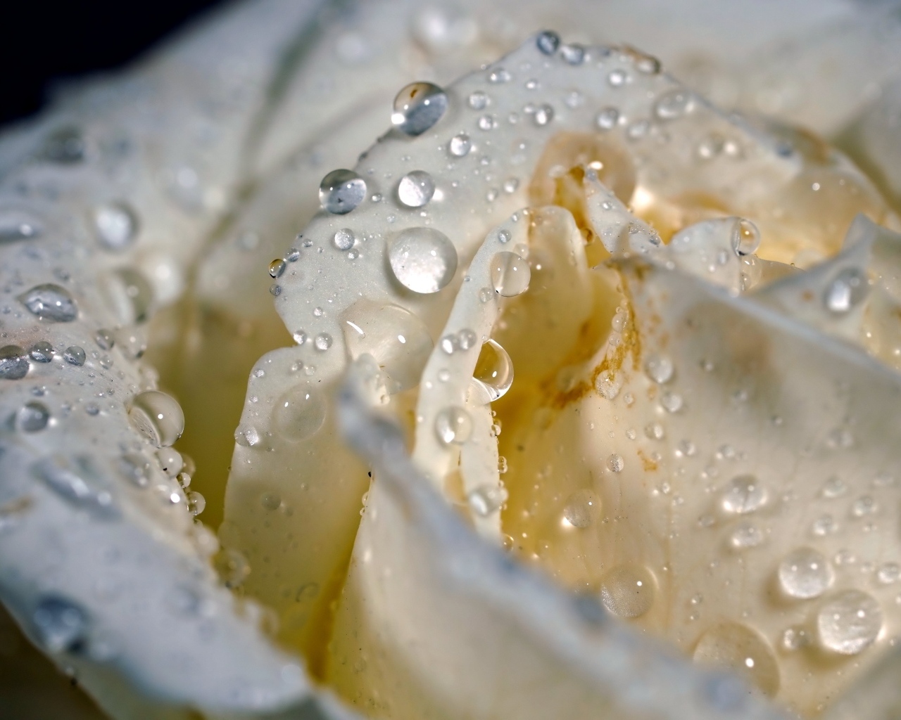 Капли росы на белых лепестках розы